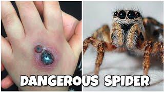 Top 10 MOST VENEMOUS SPIDERS In the world 2020