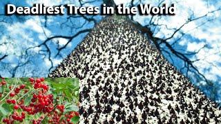 Top 10 Most Deadliest Trees in the World