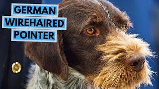 German Wirehaired Pointer - TOP 10 Interesting Facts