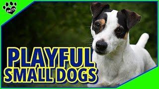 Top 10 Most Playful Small Dog Breeds