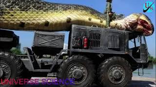 Largest Snake in this world।। Most Dangerous Anaconda found in Brazil ।। দানবাকার অ্যানাকন্ডা সাপ ।।