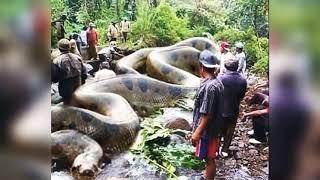 Top 10 world's biggest snake found on the earth