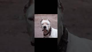 TOP 10,  DOGO ARGENTINO NUMBER TOP 4