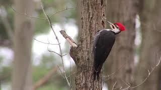 SpringThings: Pileated Woodpecker Encounter!