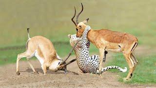 Cheetah vs. Gemsbok! Mother Antelope Oryx Save Her Baby From Cheetah Hunting – Leopard vs Porcupine