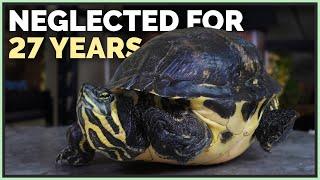 This Turtle Hasn't Had Lighting Since 1992 - 3 New Neglected Reptiles!