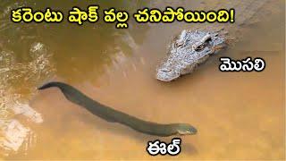 ELECTRICAL EEL ఇచ్చే షాక్ కి మొసలి కూడా చనిపోతుంది/The crocodile also dies from the EEL's Shocks