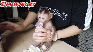 Melon monkey hungry and not waiting for her mother to make milk