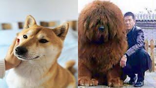 most expensive dogs : part 1| most amazing top 10 | Information about the most expensive dogs