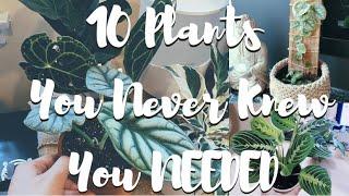 TOP 10 HOUSE PLANTS YOU NEVER KNEW YOU NEEDED