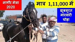 Nagaur Mela 2020 , Beautiful Marwari Stallion For Sale. बिकाऊ सूंदर मारवाड़ी घोड़ा