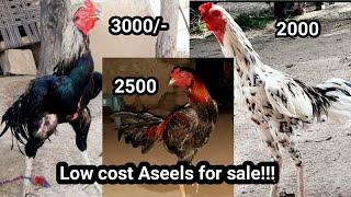 కాకి నెమలి, ఎర్ర మైల,నల్ల బొట్టల సేతువ||low cost Aseel roostes|| 91107 62364 #Babutv#