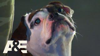 Minion the Shorty Bull Beats ALL K9 Dogs to Win Competition | America's Top Dog (Season 1) | A&E