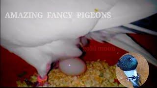 World Unique Amazing Fancy Pigeon Farm | Fancy Pigeon Breeding In Cage