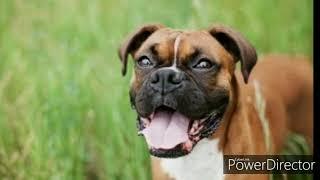 Top 10 dog breeds in India with information