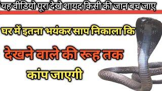 Most Powerful Snakes In The World | Top 10 Most Powerful Snakes In The Village