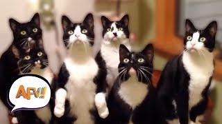 Top 50 Funny Cat Videos | AFV Funniest Videos 2018