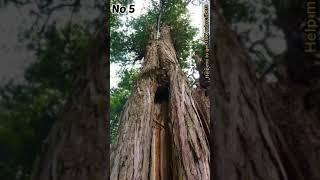 Top 5 Oldest Trees In The World 