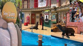 Sea world Top 10  sea Lion & crazy guy show San Diego in California 