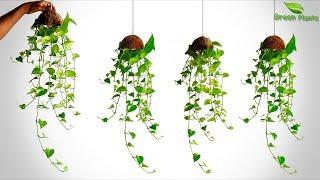 New Way to Grow Money Plant/Hanging Money plant/Money plant Vine Hanging/Hanging Plant//GREEN PLANTS