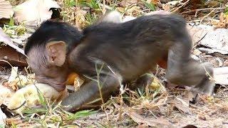 Janna Hungry Follow Mother Feeding | Baby Get Banana Eating | Monkey Crying