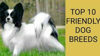 TOP 10 FRIENDLY DOG BREEDS               BY DOGS TRAINING AND INFORMATION