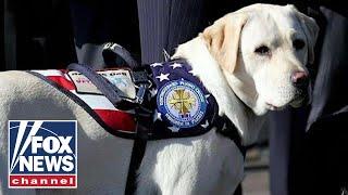 President George H.W. Bush’s service dog Sully memorialized with statue