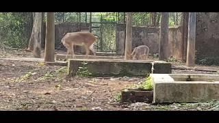 Elk wapiti wildlife safari in zoopark