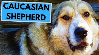 Caucasian Shepherd - TOP 10 Interesting Facts