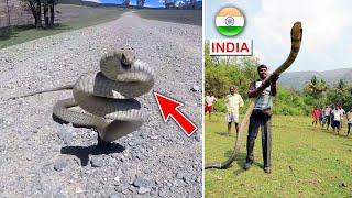 Top 10 Most Venomous Snakes in the World