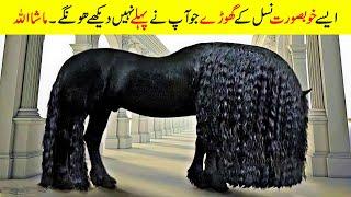 دنیا کے سب سے خوبصورت ترین گھوڑے | Top 10 Most Beautiful Horses on Planet Earth | Facts in Urdu