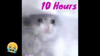 10 Hours of SAD CAT LOOP