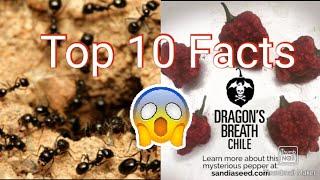 Top 10 interesting facts | Everything information