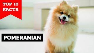 Pomeranian - Top 10 Facts