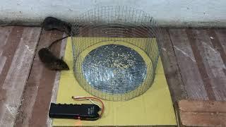 Top 10 Electric Rat Traps 