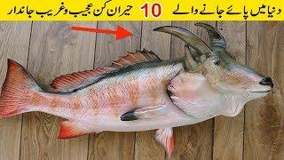 Top 10 Strange Animals In The World In Urdu Hindi