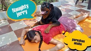 Naughty jerry is a thief||best protection dog breed|| best family dog breed.