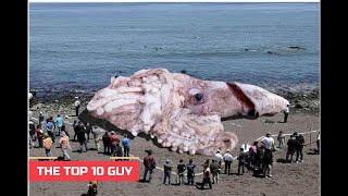 TOP 10 BIGGEST ANIMALS THAT EVER EXIST (THE TOP 10 GUY)