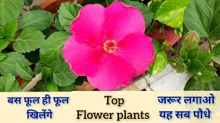 Top 10+ Permanent Flower Plants From My Garden Names, सालभर चलने वाले बेल पौधे