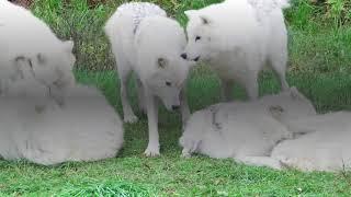 Top 10 most beautiful wolves - Kids World