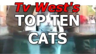 Top 10 cats! Panther comes in at number...