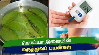 கொய்யா இலை பயன்கள் | Guava Leaves Health Benefits in tamil | Guava Leaves for Diabetes | koyya ilai
