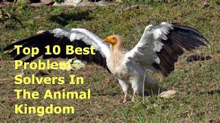 Top 10 Best Problem Solvers In The Animal Kingdom