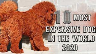 Top 10 Most Expensive Dogs In The World 2020