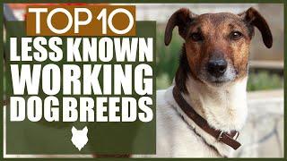 TOP 10 LESS KNOWN WORKING DOG BREEDS