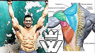 BEST EXERCISES for V-Taper BACK