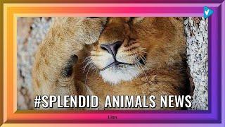 Top 10 #splendid_animals Posts, Starring: lions.home