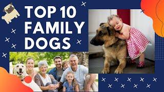 TOP 10 BEST FAMILY DOGS [ESPECIALLY FOR KIDS]