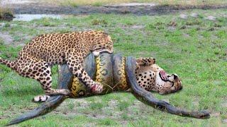 Top 10 Strongest Predators In The Wild - Prey VS Predator - Predator Animals Real Fights to Death