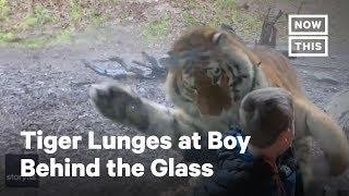 Tiger Pounces at 7-Year-Old Behind Glass at Dublin Zoo | NowThis